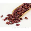 Kidney Beans Seeds